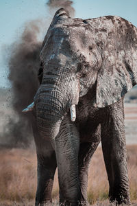 Wild elephant walking in savanna