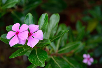 Close-up of flowers blooming in garden