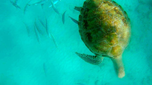 Fish swimming in sea