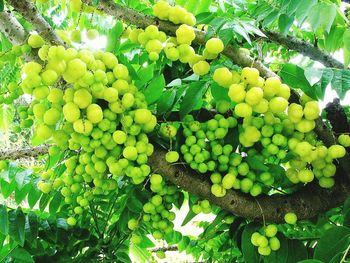 Close-up of grapes in vineyard