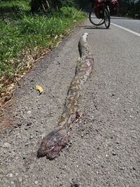 High angle view of lizard