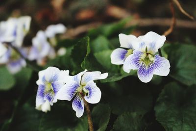 Close-up of purple flowering plant on field