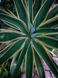 Full frame shot of succulent plant