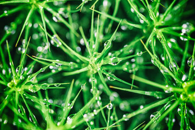 Full frame shot of wet plants