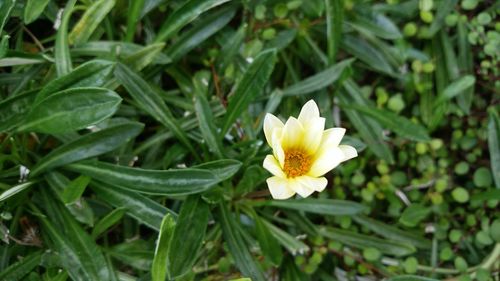 Close-up of yellow flower blooming outdoors