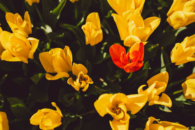 Close-up of yellow flowering plant