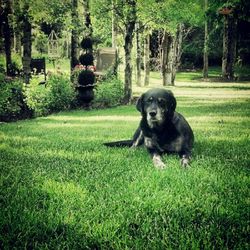 Dog sitting on grassy field