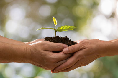 Close-up of hand holding plant