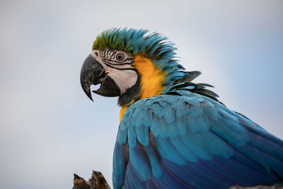 Low angle view of a bird