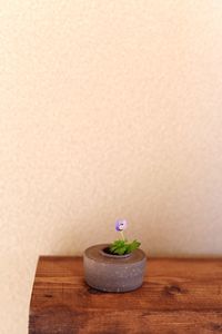 Close-up of flowers in vase