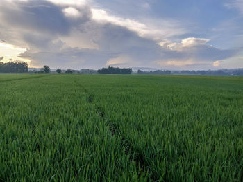 Scenic view of agricultural field against sky