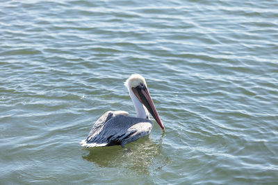 Pelican swimming in sea