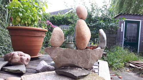 Potted plant on rock in garden