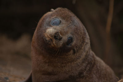 Close-up of seal on rock