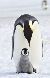 Close-up of two birds in snow