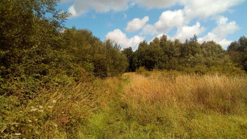 Trees on field against sky