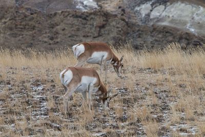 Deer standing on field