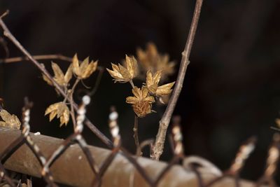 Close-up of dried plant