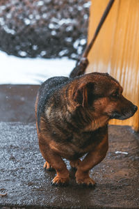 Cute dog looking serios with blurry background snow