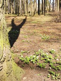 Shadow of tree on field