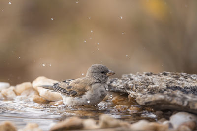 View of birds in water