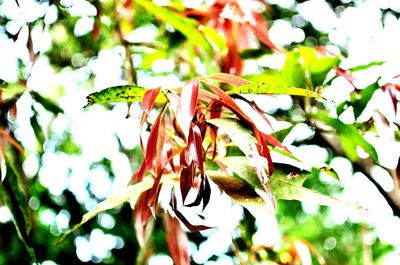 Close-up low angle view of leaves