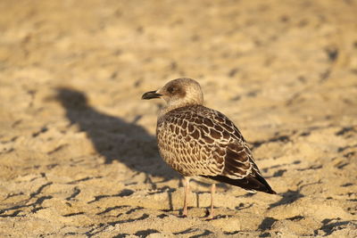 Close-up of a bird perching on a field