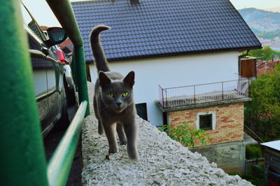 Portrait of a cat on building