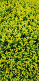 High angle view of yellow leaves on field