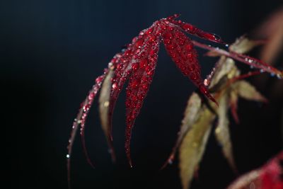 Close-up of wet red leaves