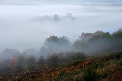 Trees on landscape against sky