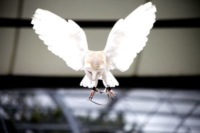 Close-up of white bird flying
