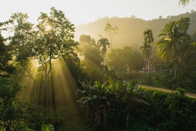 Scenic view of trees on landscape against sky
