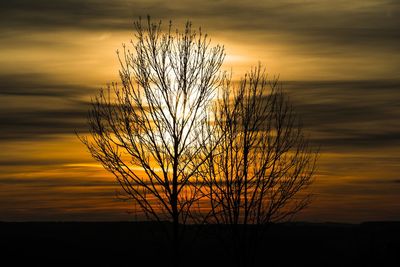 Silhouette plant against dramatic sky during sunset
