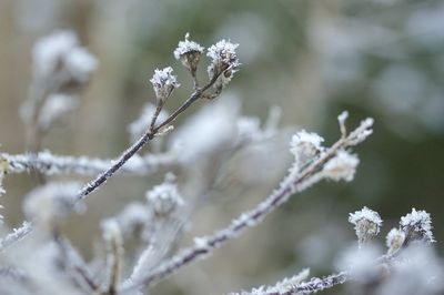 Close-up of white flowers on branch