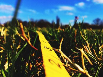 Close-up of plants against sky