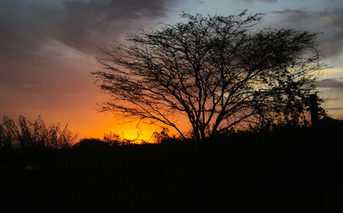 Silhouette of bare tree at sunset