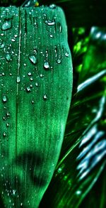 Close-up of raindrops on leaf