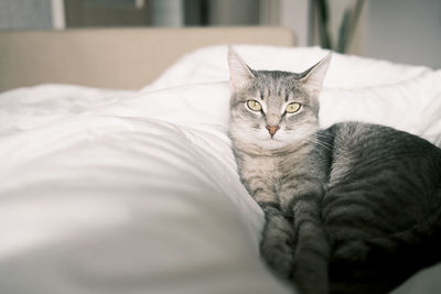 Portrait of cat relaxing on bed