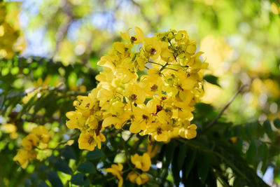 Close-up of yellow flowering plant