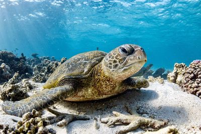 Close-up portrait of sea turtle swimming underwater