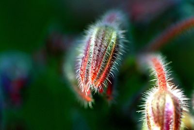 Close-up of plant against blue sky