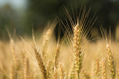 Close-up of wheat growing on field