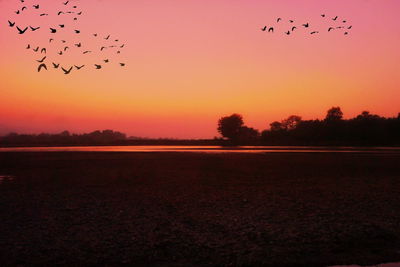 Flock of birds flying in the sky