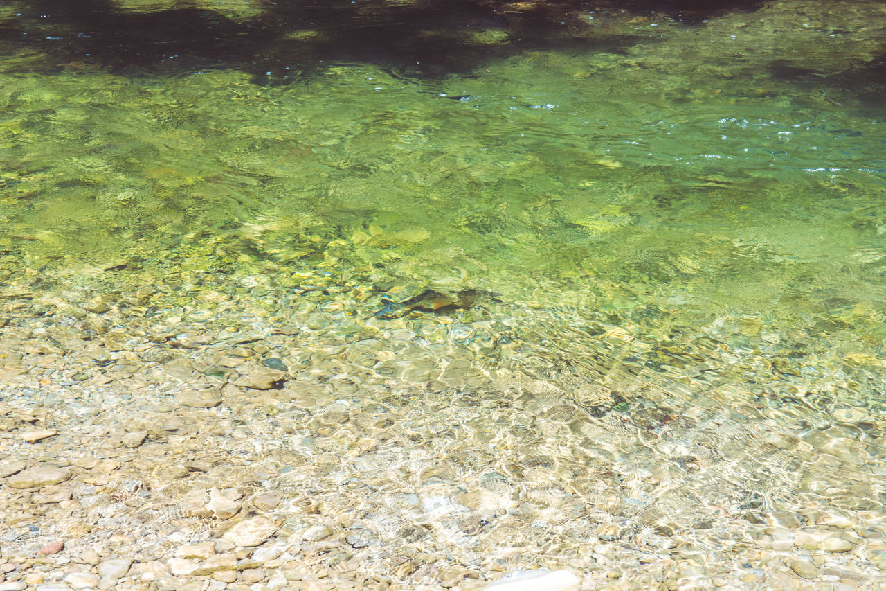 HIGH ANGLE VIEW OF FISH UNDERWATER