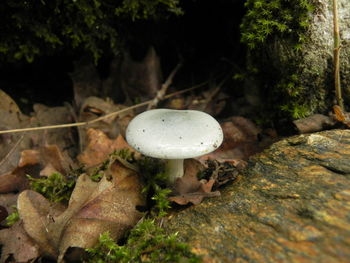 Close-up of mushrooms in forest