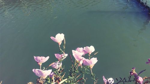 High angle view of pink flowering plant by lake