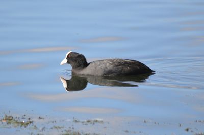 Close-up of duck in lake
