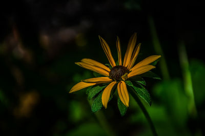 Close-up of yellow flower