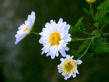 Close-up of white flower